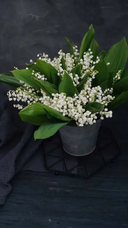 Flower may Lily of the Valley